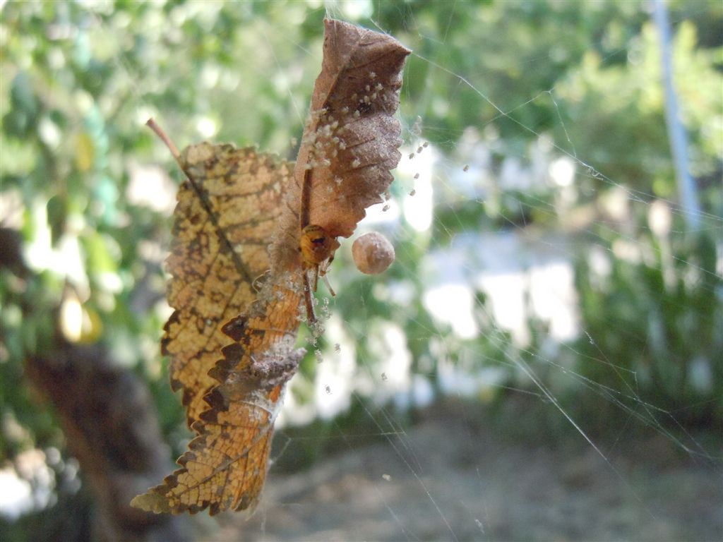 Parasteatoda lunata con prole - Agnano (NA)